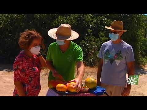 Mercados Ecológicos en Istán: Tu Guía de Ubicación